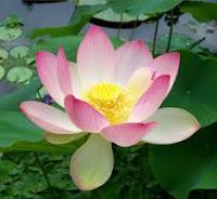 The Flower